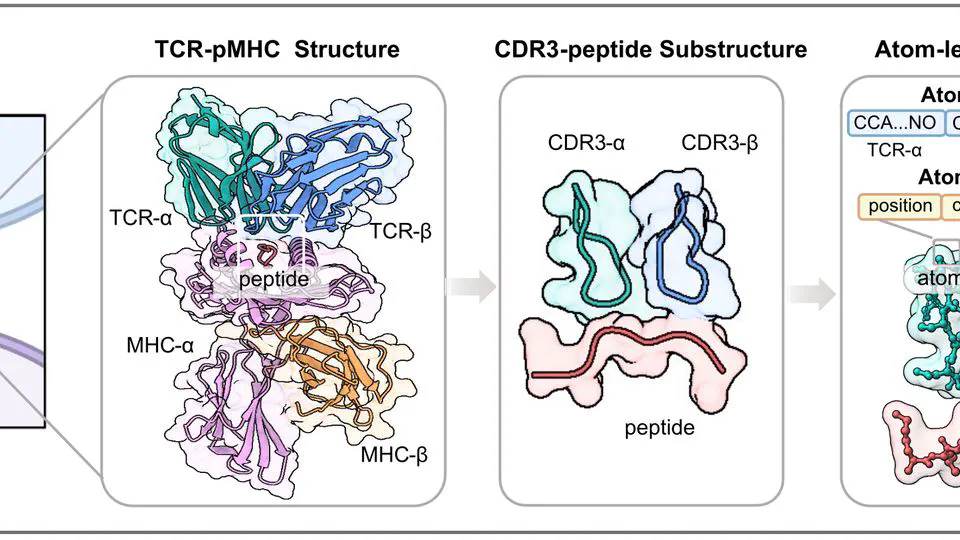 Atom-Level Structure-Involved TCR-Peptide-MHC Specificity and Affinity Prediction Model