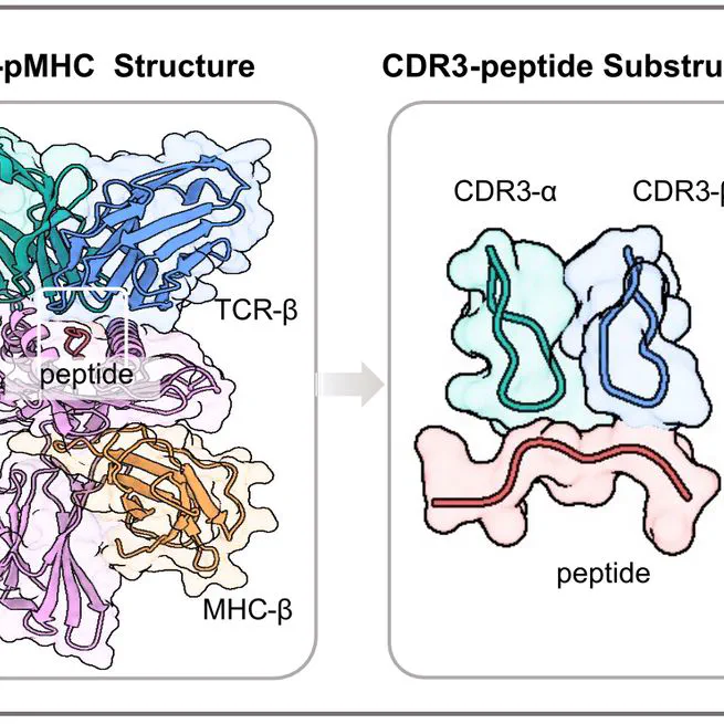 Atom-Level Structure-Involved TCR-Peptide-MHC Specificity and Affinity Prediction Model
