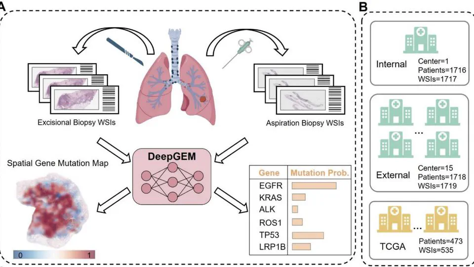 Deep Learning Using Histological Images for Gene Mutation Prediction in Lung Cancer: a Multicentre Retrospective Study